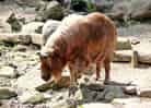 動物図鑑・ゴールデンターキン 3